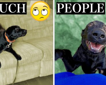 Your Complete Guide To Teach Your Dog To STOP Jumping