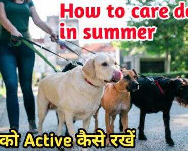 How to care dog in summer