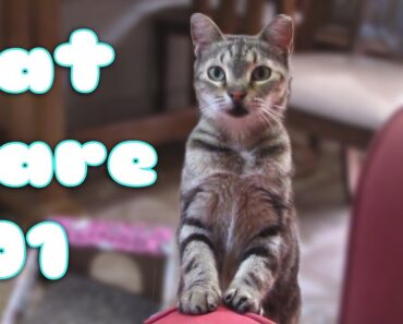 HOW TO CARE FOR A CAT or KITTEN! (101 EVERYTHING