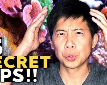 *15* Reef Aquarium Tips from YOUTUBERS!!