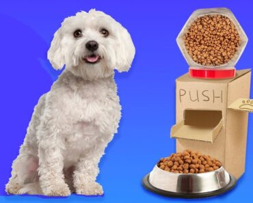 22 CUTE PET HACKS AND CRAFTS