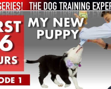 My New Puppy: The First 36 Hours (NEW SERIES: The My New Puppy: The First 36 Hours (NEW SERIES: The