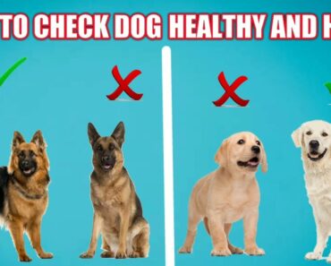 How to Check Your Dog Healthy Or Not
