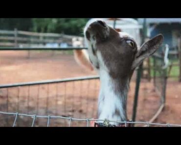 Exotic Pet Care with Squeals on Wheels