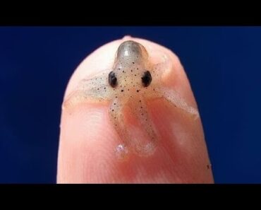 11 Tiniest Choices for Unusual Pets