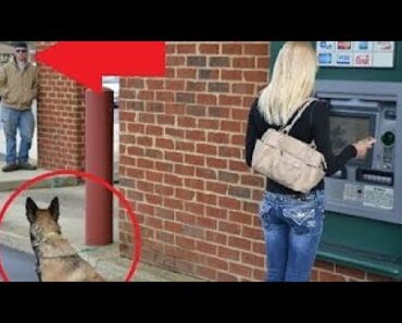 Dogs Protecting Their Owners