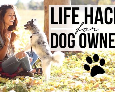 15 Life Hacks for Dog Owners! Pet Care Tips +
