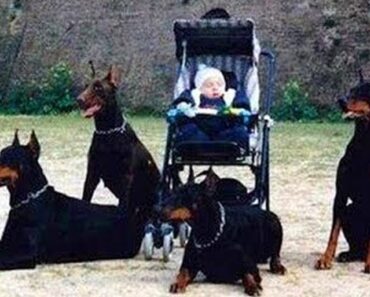Dogs Protecting Their Owners Dogs that are better than guns!