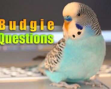 Considering a Pet Bird? Ask Yourself 7 Questions