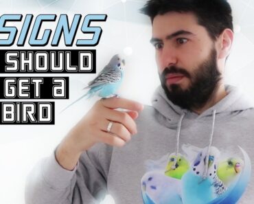 8 Signs You Should NOT Get a Pet Bird