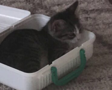 8 week-old Kitten Care