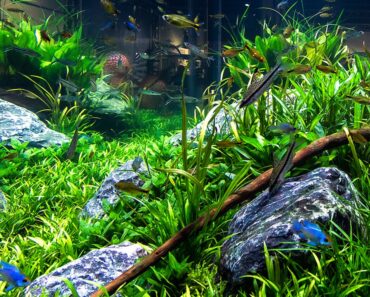 Aquarium Decorating Tips