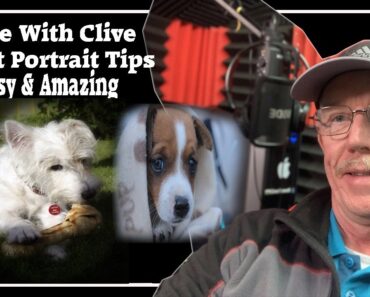 5 Acrylic painting Pet Portrait Tips and advice