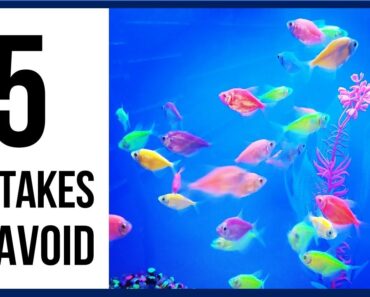 The EASY Way to Keep Aquarium Fish – 5 Tips