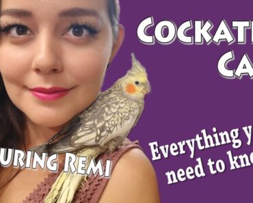 Cockatiel Care