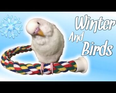 Pet Bird Winter Care