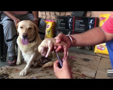 Pet Care