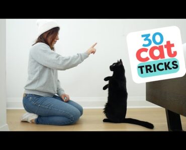30 Tricks To Teach Your Cat