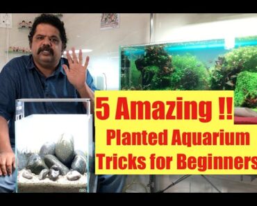 Aquascaping Tips for Beginners