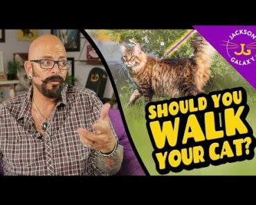 Should You Walk Your Cat?