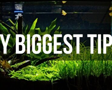 Planted Aquariums for Beginners
