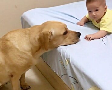 Adorable Labrador Dog Caring For Newborn Baby Will Give You