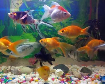 Tips to Keep Your Fish Happy, Healthy : home aquarium