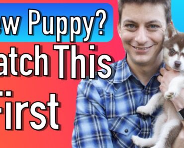 Everything you Need to be Prepared for your New Puppy!