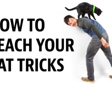 HOW to Teach your Cat Tricks