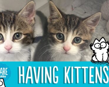 Adopting a Kitten? – Simon’s Cat