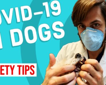 How to Keep Your Pet Safe from Covid-19