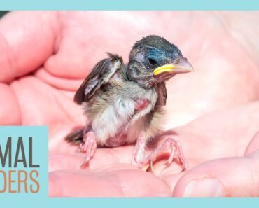 What To Do If You Find A Baby Bird