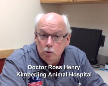 Pet Tips Liver Disease in Cats