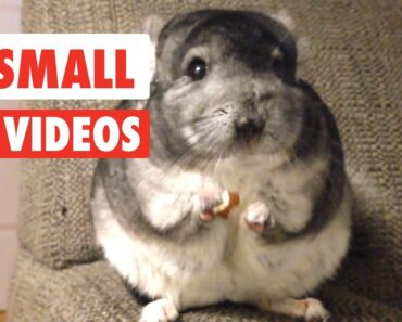 31 Small Pet Videos Compilation 2016