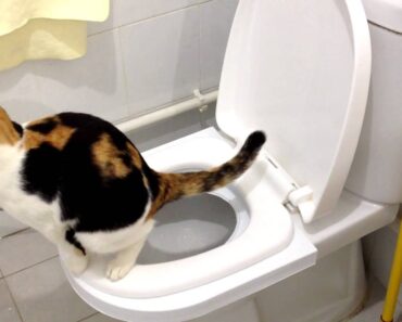 [Step by Step] Cat Toilet Training