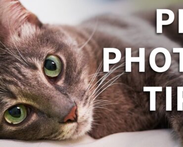 How To Take Better Pet Photos