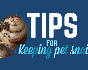 Top 5 Snail Tips