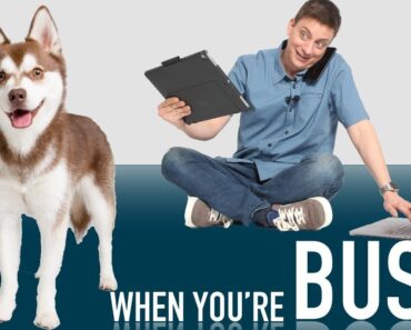 How to Raise a Dog When You’re Busy