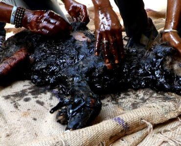 Dog turned rock-solid in tar drum rescued