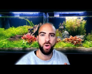 AQUASCAPING TIPS