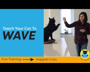 Teach Your Cat To Wave
