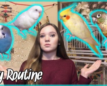 DAILY ROUTINE With All My Crazy Birds!! *what it’s like