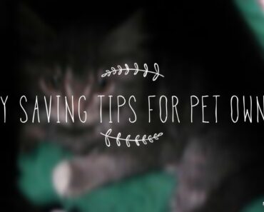 MONEY SAVING TIPS FOR PET OWNERS