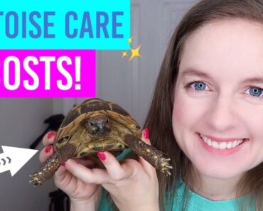 Tortoise Care, Setup & Costs