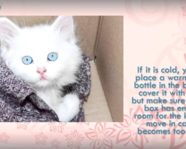 How to Take Care of a Stray Kitten