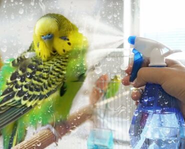 How to Give Your Budgie a Bath