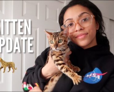 WEEK ONE WITH MY BENGAL KITTEN! (TIPS, ADVICE, WHAT TO