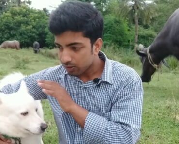 Pet care