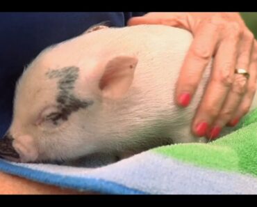 How to Take Care of a Teacup Pig