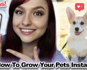 How to Grow a Pet Instagram Account